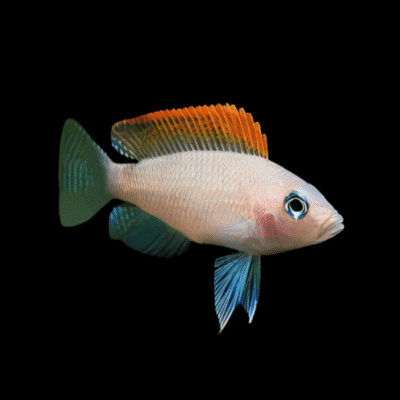 10 x Lamprologus Caudopunctatus Red Fin 4cm