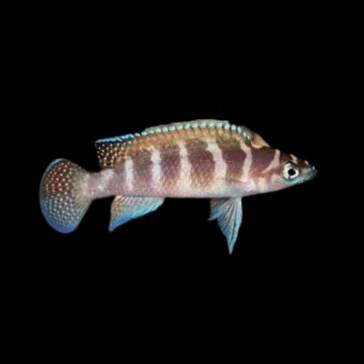 10 x Lamprologus Cylindricus 4cm
