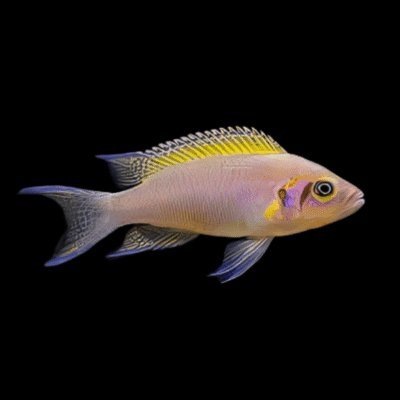 10 x Lamprologus Daffodil Brichardi 4cm