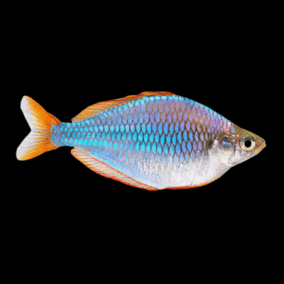 20 x Neon Dwarf Rainbow Fish 3cm