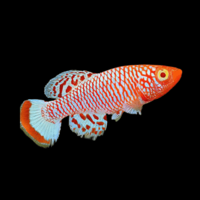 30 x Nothobranchius Albino Rachovii 2.5-3.5cm