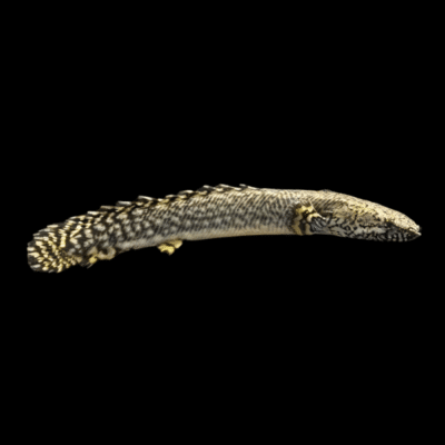 10 x Ornatipinnis Bichir 6cm