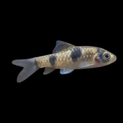 20 x Panda Barb 4-5cm