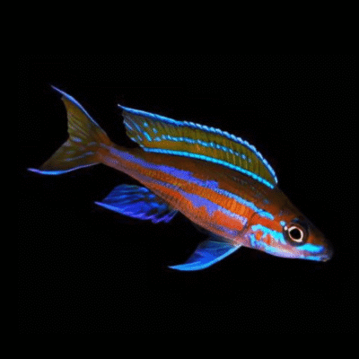 10 x Paracyprichromis Neon Blue 5cm