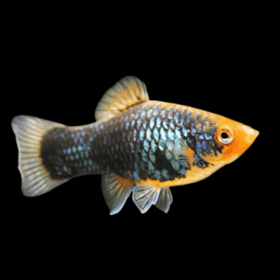 30 x Parrot Platy 3-4cm