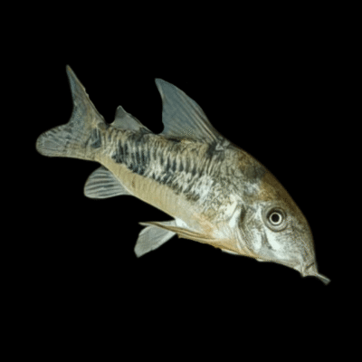 30 x Peppered Corydoras 2,5-3cm