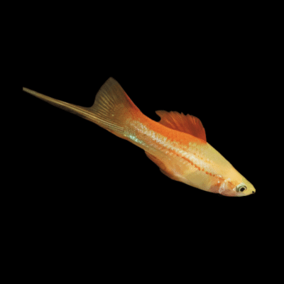 30 x Pineapple Swordtail 4-5cm