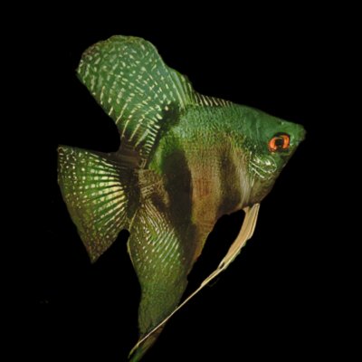 10 x Pinoy Green Ghost Angelfish 4cm