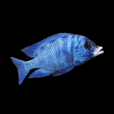 15 x Mdoka White Lips Cichlid 5cm