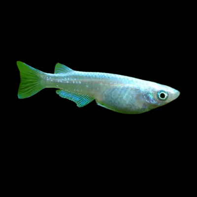 30 x Platinum Rice Fish 3cm