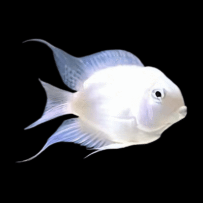 10 x Platinum Parrot Fish Hybrid 5cm