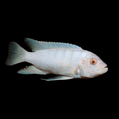 10 x Pseudotropheus Albino Pindani 5cm