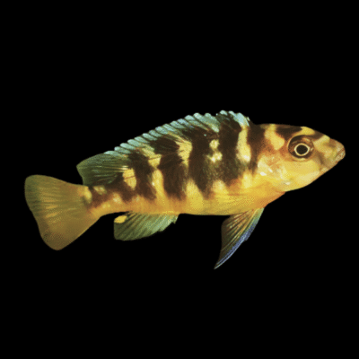 10 x Pseudotropheus Crabro 5cm