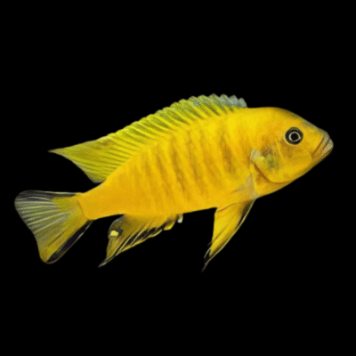 10 x Pseudotropheus Daktari 5cm