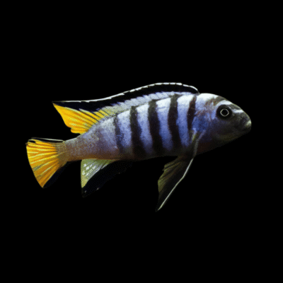 10 X Pseudotropheus Mpanga 5cm
