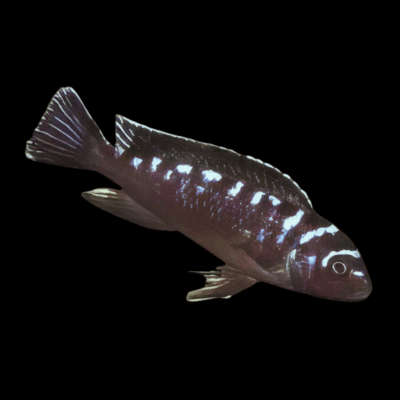 10 x Pseudotropheus Elongatus Neon Spot 5cm