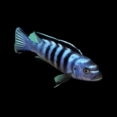 10 x Pseudotropheus Elongatus Ornatus 5cm