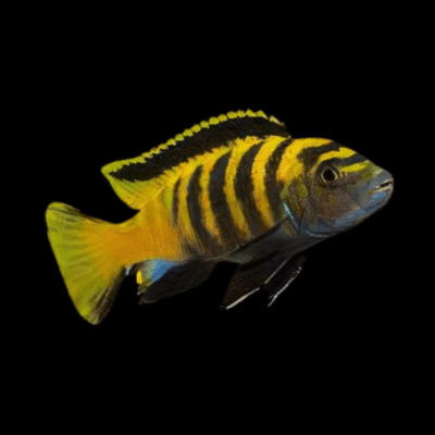 10 x Pseudotropheus Flavus 5cm