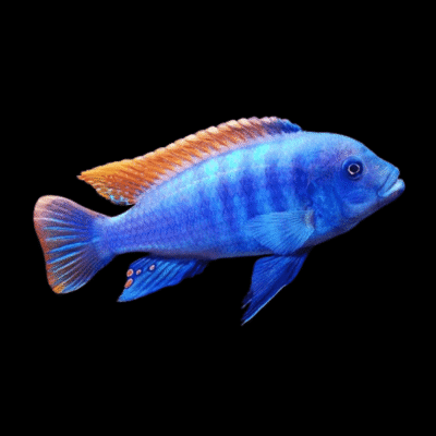 10 x Pseudtropheus Greshakei 5cm