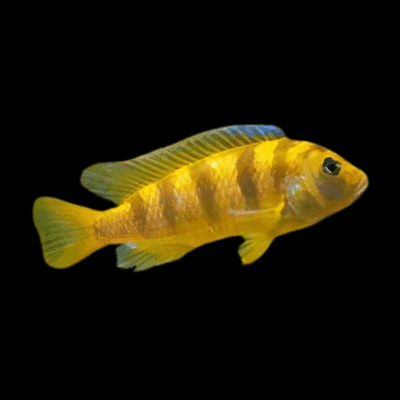 10 x Pseudotropheus Lombardoi 5cm