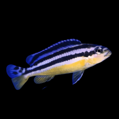 15 x Melanochromis Auratus 5cm