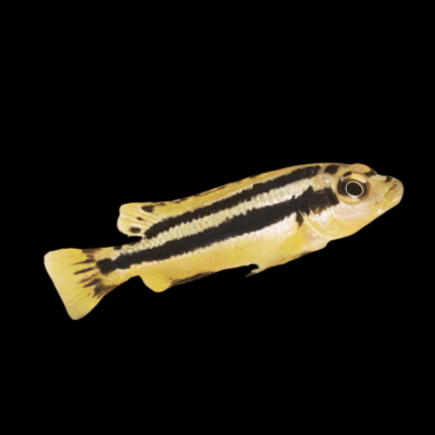 15 x Melanochromis Chipoke 5cm