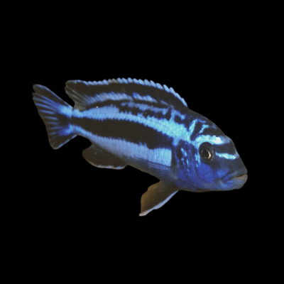 15 x Melanochromis Johanni 5cm