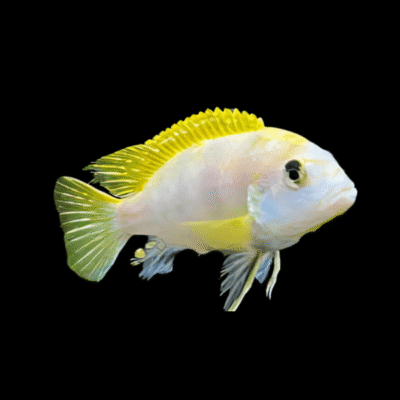10 x Labidochromis Pearlmutt Cichlid 5cm