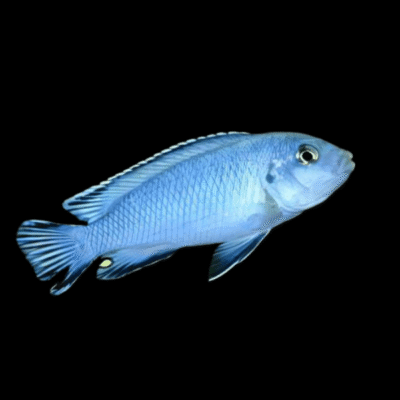 10 x Pseudotropheus Pindani 5cm
