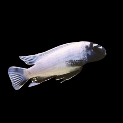 10 x Pseudotropheus Polit Cove 5cm