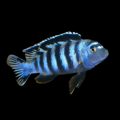 10 x Pseudotropheus Saulosi 5cm