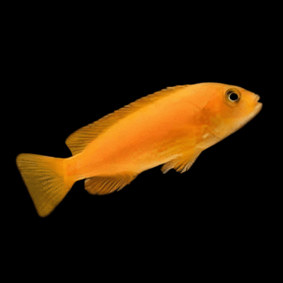 10 x Pseudotropheus Saulosi Red Coral 5cm