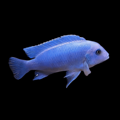 10 x Pseudotropheus Blue Zebra 5cm