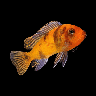 10 x Pseudotropheus Orange Blotch 5cm