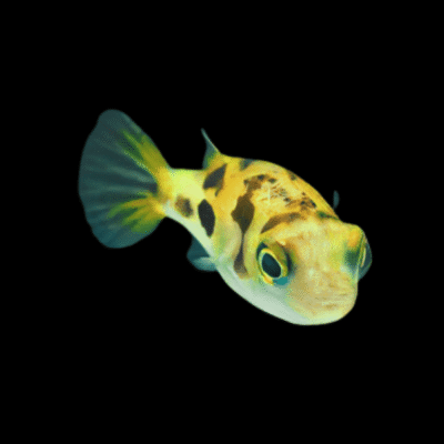 20 x Pygmy Puffer Fish 1-2cm