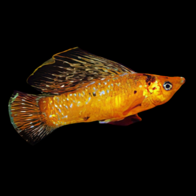 20 x Red Leopard Sailfin Molly 6-7cm