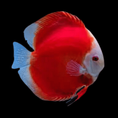 1 x Red Melon Discus 13cm
