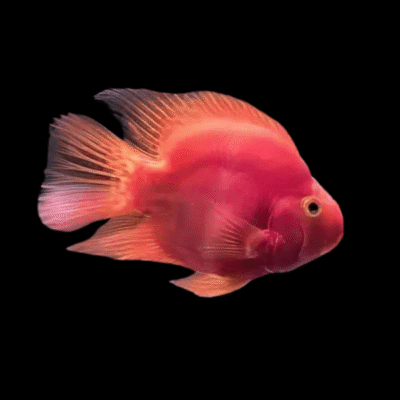 10 x Blood Red Parrot Hybrid 7cm