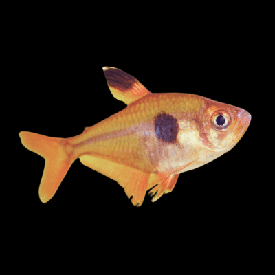 25 x Red Phantom Tetra 2-2,5cm