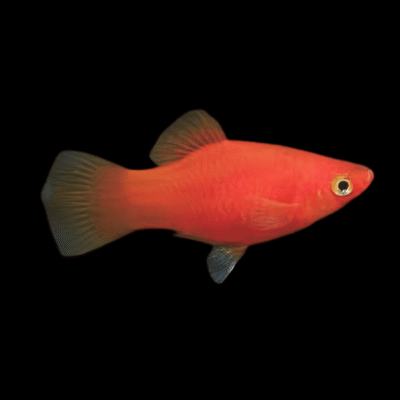 30 x Red Platy 3-4cm