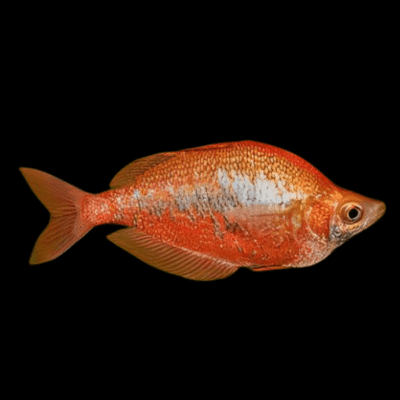 20 x Red Rainbow Fish 4cm