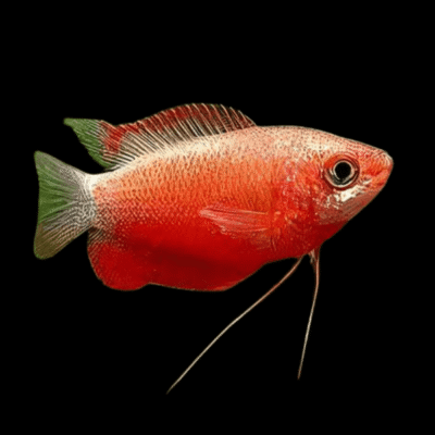 10 x Red Honey Gourami 3-4cm