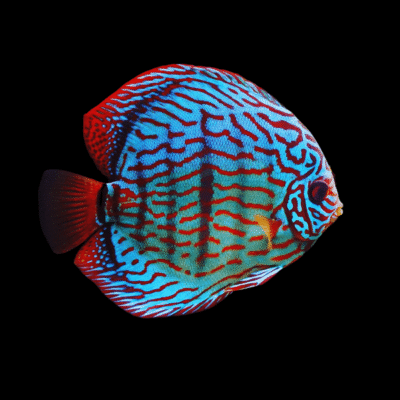 1 x Red Royal Blue Discus 13cm
