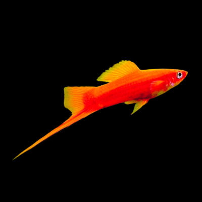 30 x Red Swordtail 4-5cm