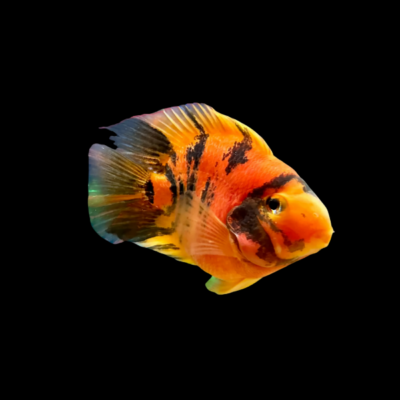 6 x Red Tiger Parrot Hybrid 10cm