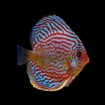 1 x Red Turquoise Discus 13cm