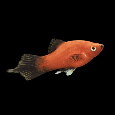 30 x Red Wag Platy 3-4cm