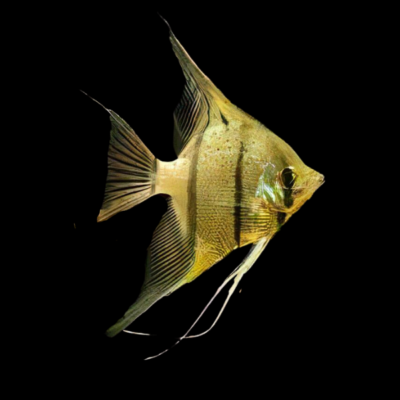 15 x Rio Nanay Angelfish 4cm