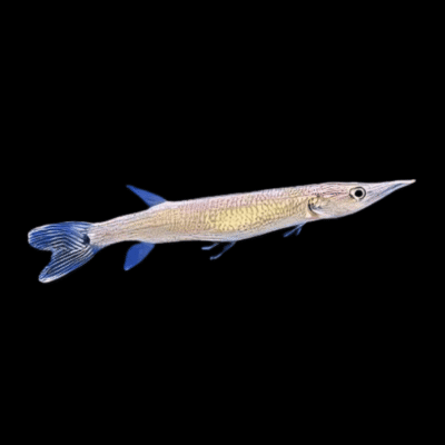 10 x Rocket Gar 5cm