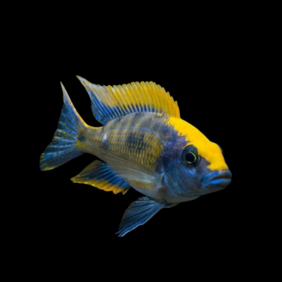 15 x Othopharynx Roxy Cichlid 5cm